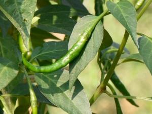 Sansaket Farm Herbs - Chili on tree
