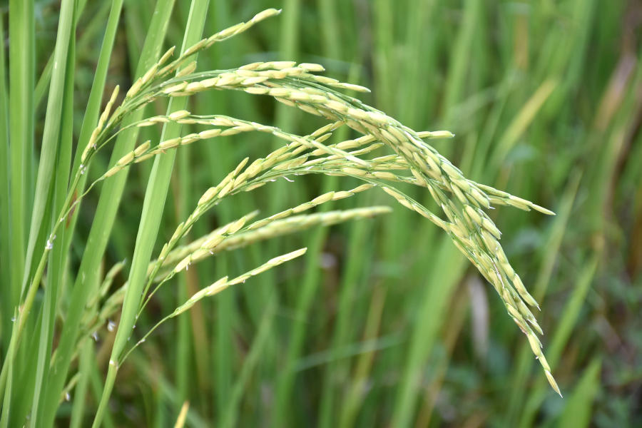 Sansaket Farm Rice - Rice plant RD Maejo 2