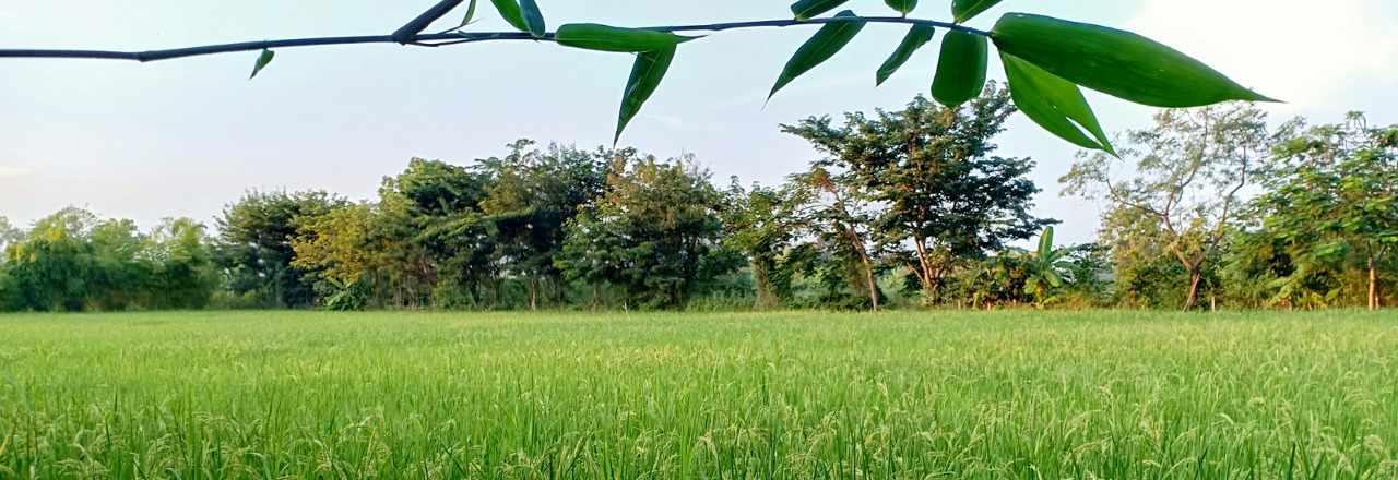 Sansaket Farm - Rice field one
